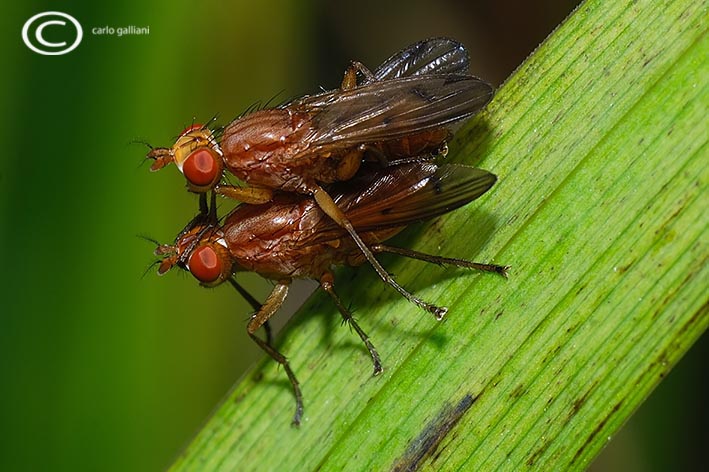 tetamocera ?